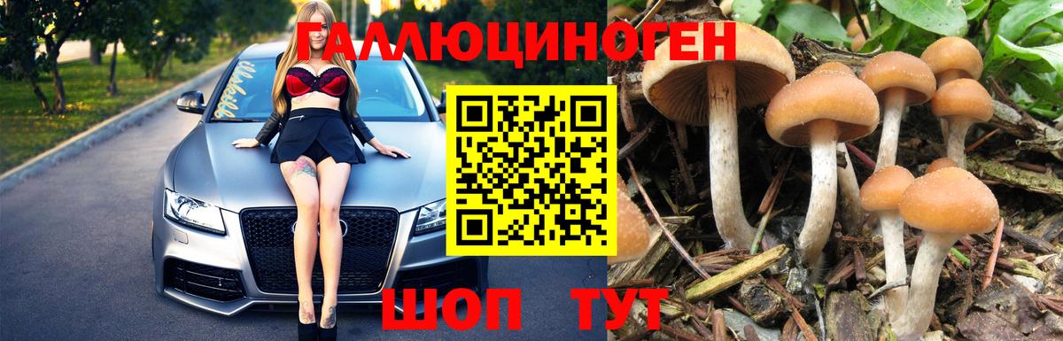 Галлюциногенные грибы Psilocybine cubensis Люберцы